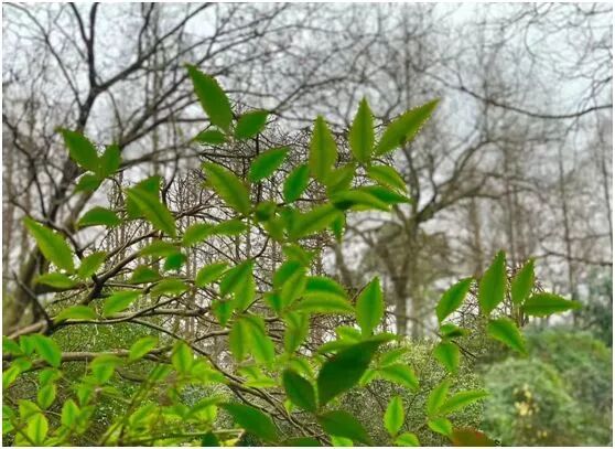【旅游】水光潋滟、山色空蒙！冬季杭州西子如诗似画（上）| 美国贝佳天然药业