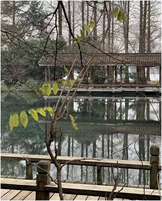 【旅游】水光潋滟、山色空蒙！冬季杭州西子如诗似画（上）| 美国贝佳天然药业