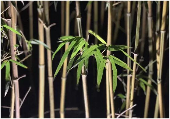 【旅游】水光潋滟、山色空蒙！冬季杭州西子如诗似画（上）| 美国贝佳天然药业