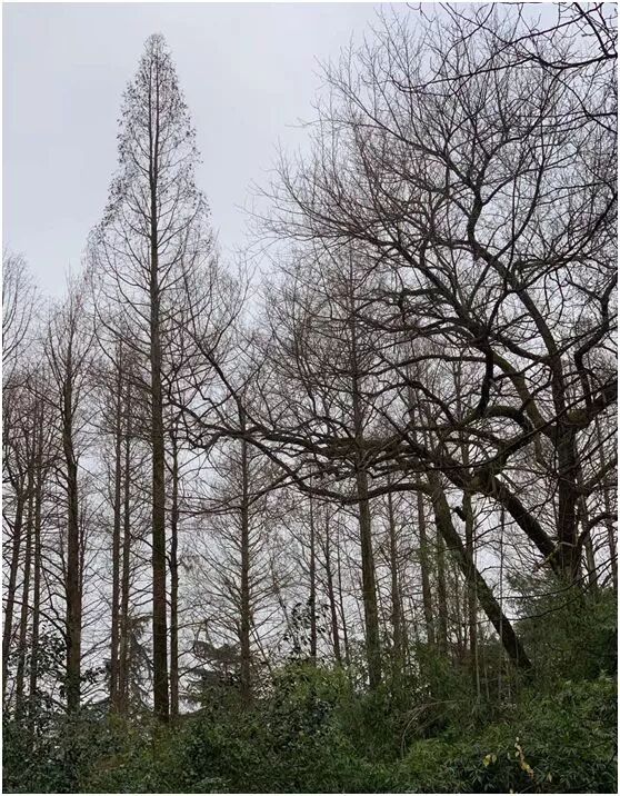 【旅游】水光潋滟、山色空蒙！冬季杭州西子如诗似画（上）| 美国贝佳天然药业