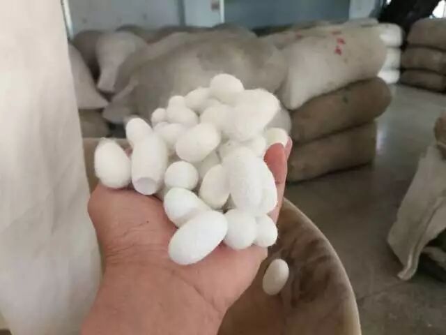 莒县：一个虫变成一条龙