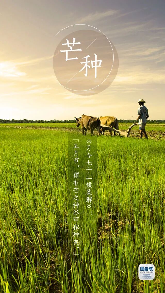 今日芒种 | 芒种忙,麦又黄 - 客邑风情 - 深圳对口帮扶河源指挥部官方