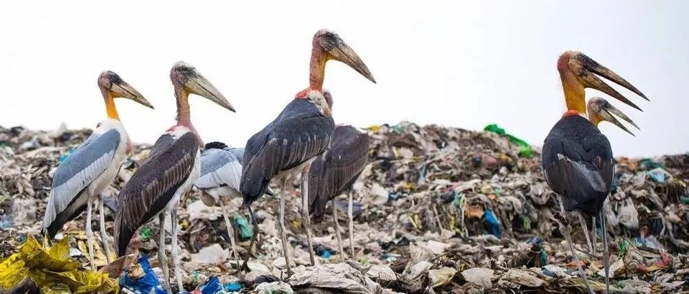 垃圾场包围印度空军基地，阵风战机被淋满鸟粪，国防部长写信求助