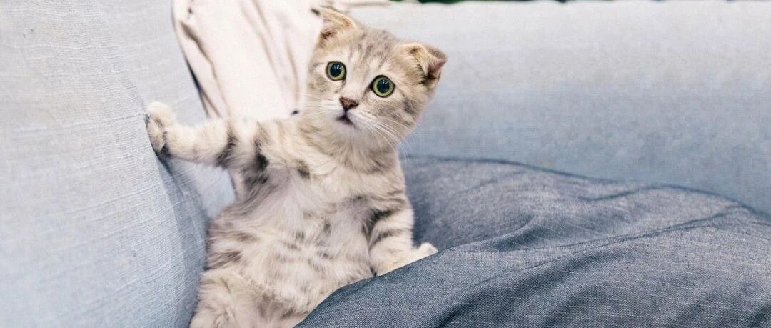 周末读书会：如果你的猫主子会开口说话，那它说不定也是一个哲人