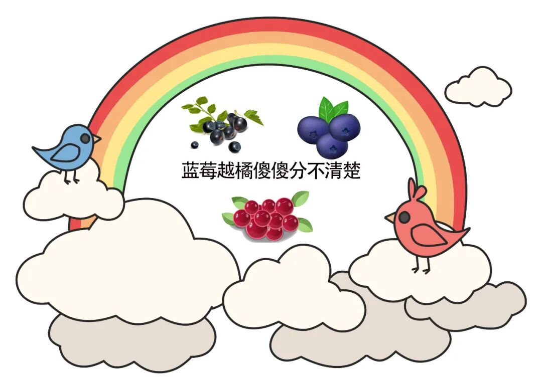 解密|欧洲越橘：不是所有蓝莓都可以拥有航天护眼品质