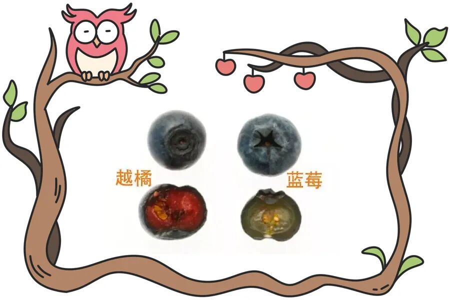 解密|欧洲越橘：不是所有蓝莓都可以拥有航天护眼品质