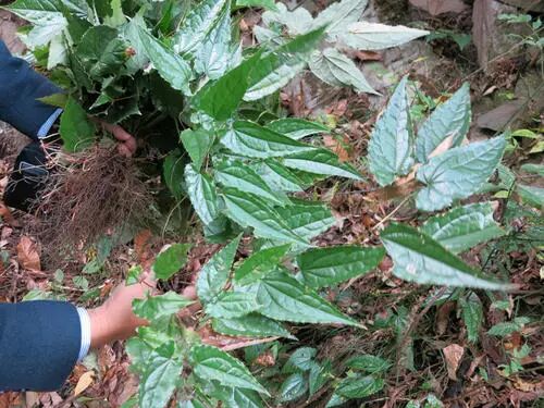 淫羊藿的功效和作用，建议收藏备用