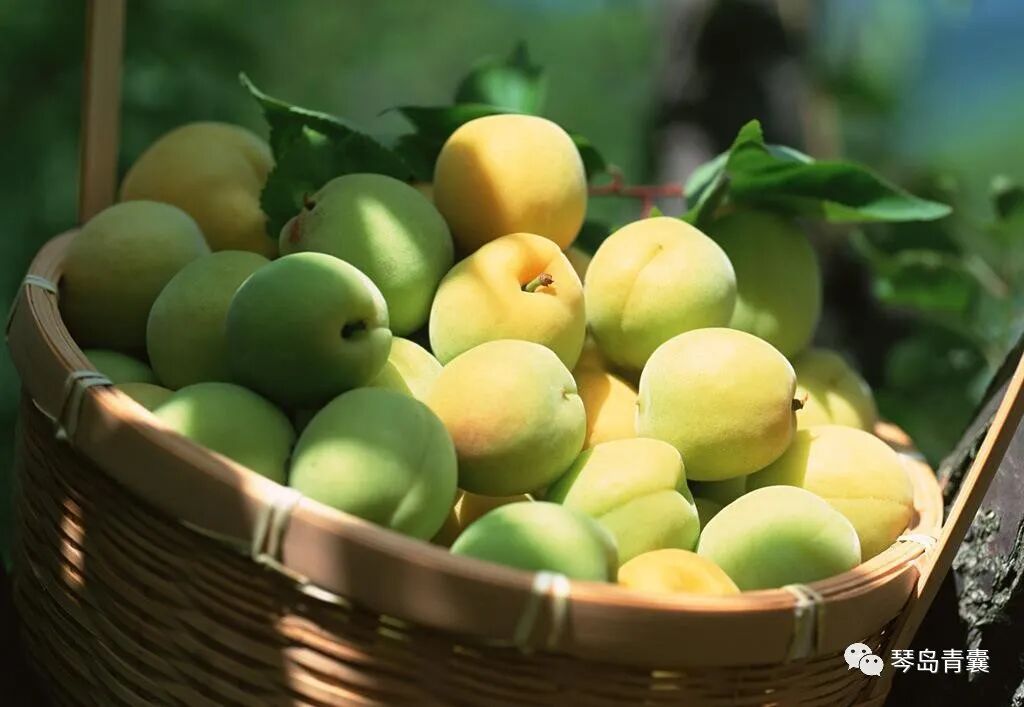 【青大附院中医内科】舌尖上的中药-生津止渴话乌梅