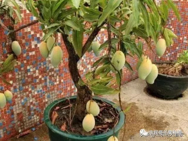 芒果盆栽怎么种？这些种植方法教给你