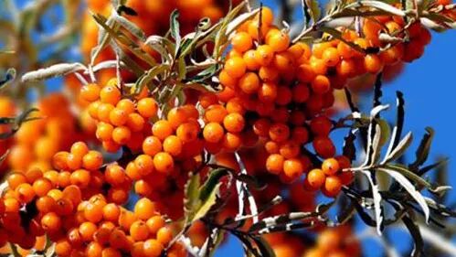 沙棘树为什么要修剪整形