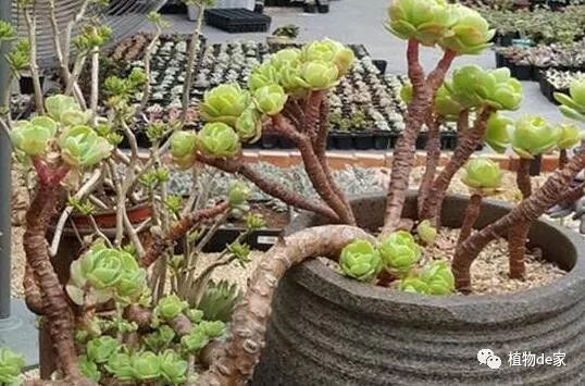 多肉植物从根部萎缩 是怎么回事呢 偷偷告诉你这才是最大原因
