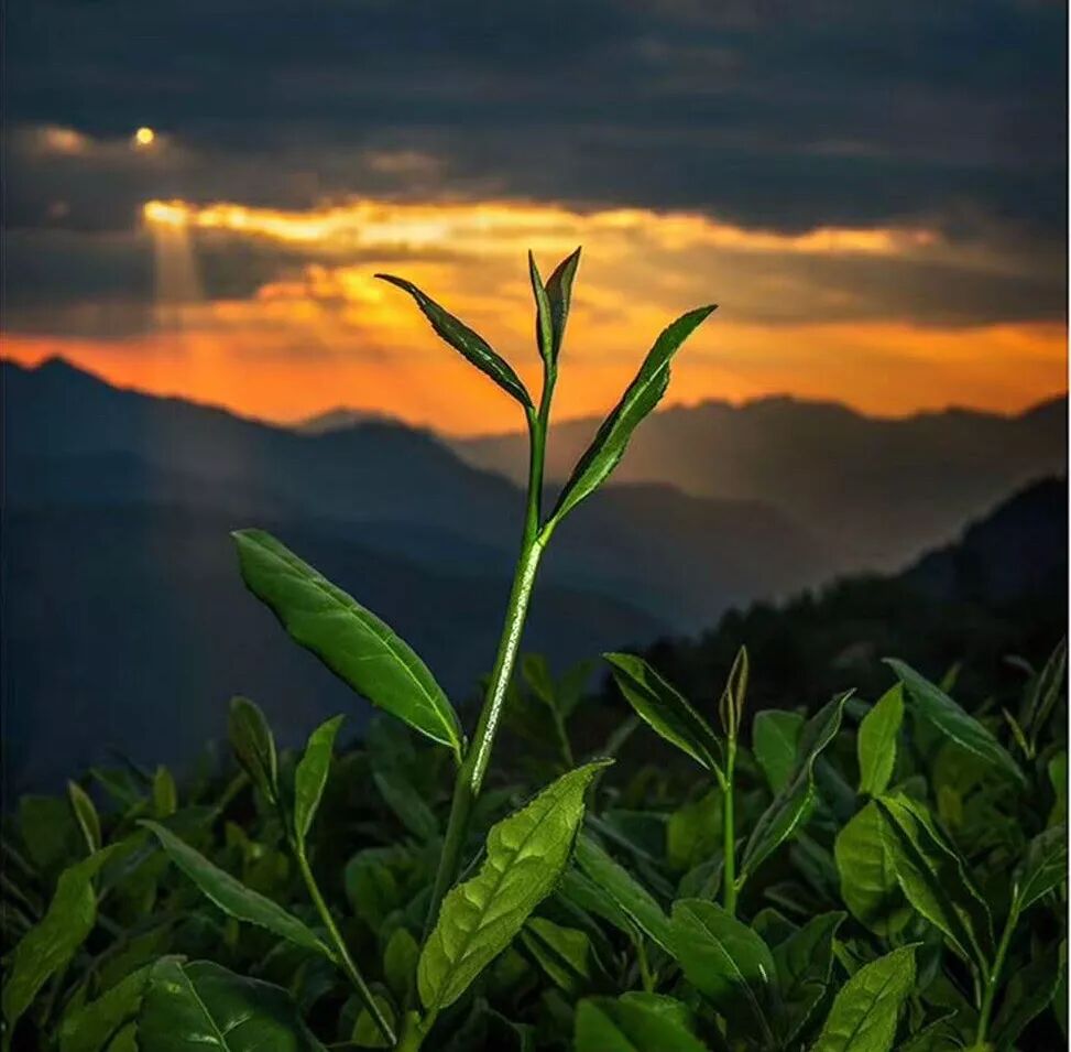 安溪铁观音知识 权威解读