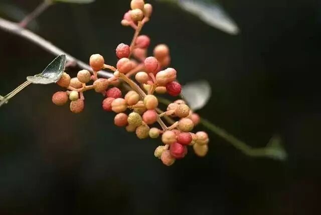 又名:申椒 今名:花椒 科别:芸香科 申椒,今名花椒.
