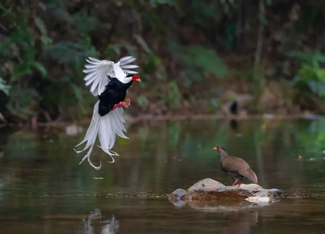 白鹇（国家二级保护动物） 景区提供.jpg