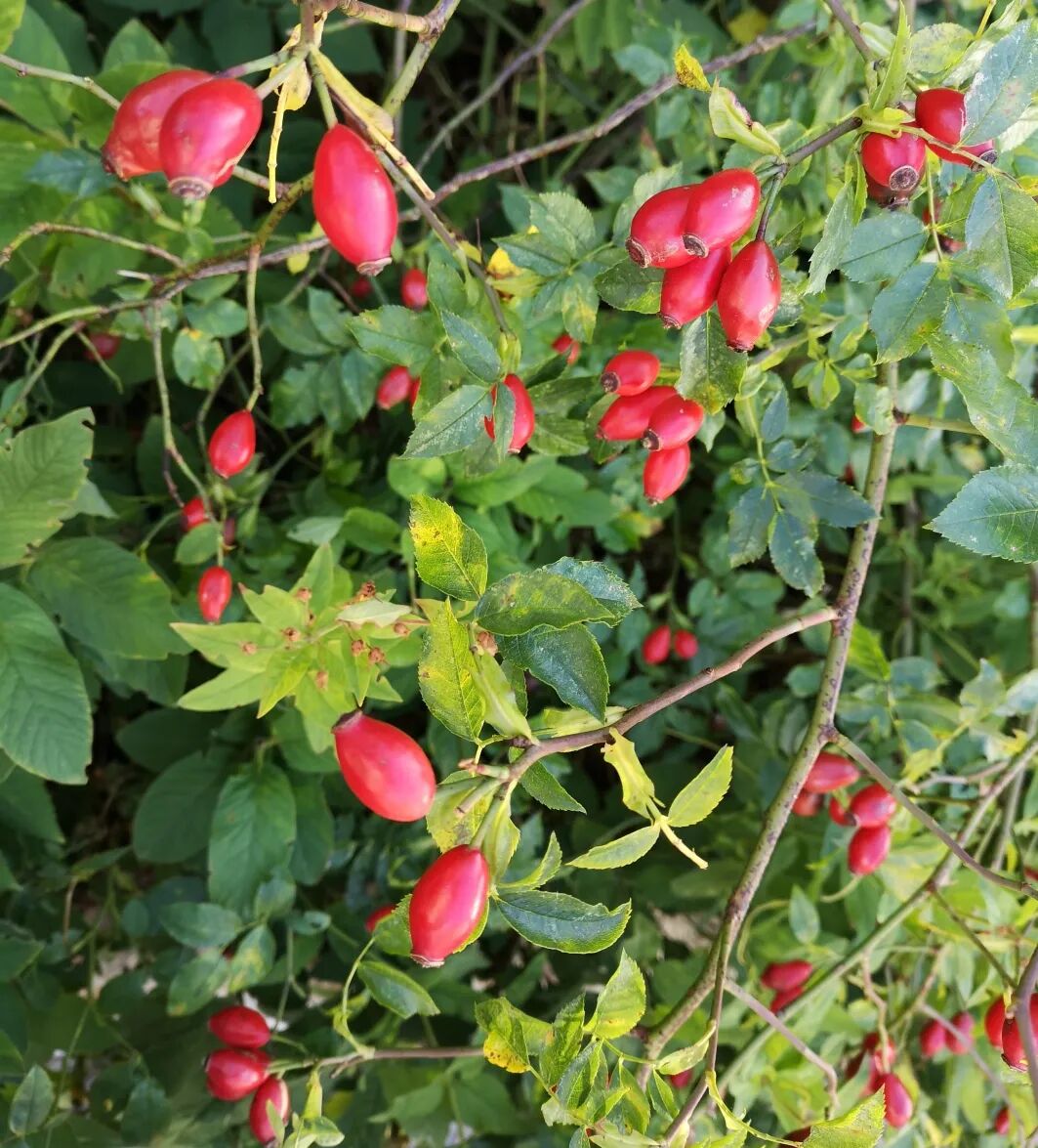 哥本哈根的十月丨探寻北欧秋日庭院植物 之野知野 微信公众号文章阅读 Wemp