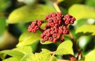 中药热奄包怎么蒸【中医妇科】小药包，大能量——吴茱萸热奄包！_https://www.jmylbn.com_新闻资讯_第12张