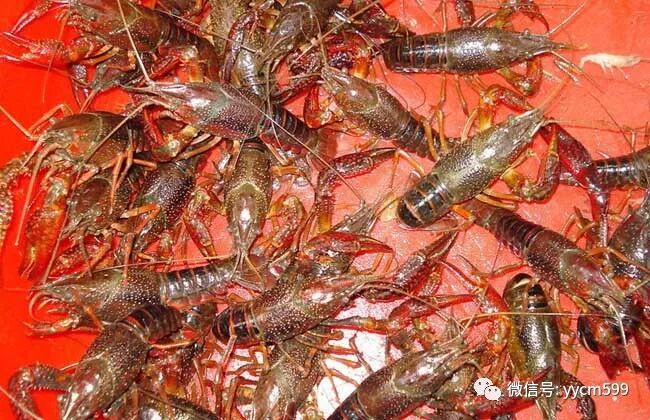 喇蛄和小龙虾的区别