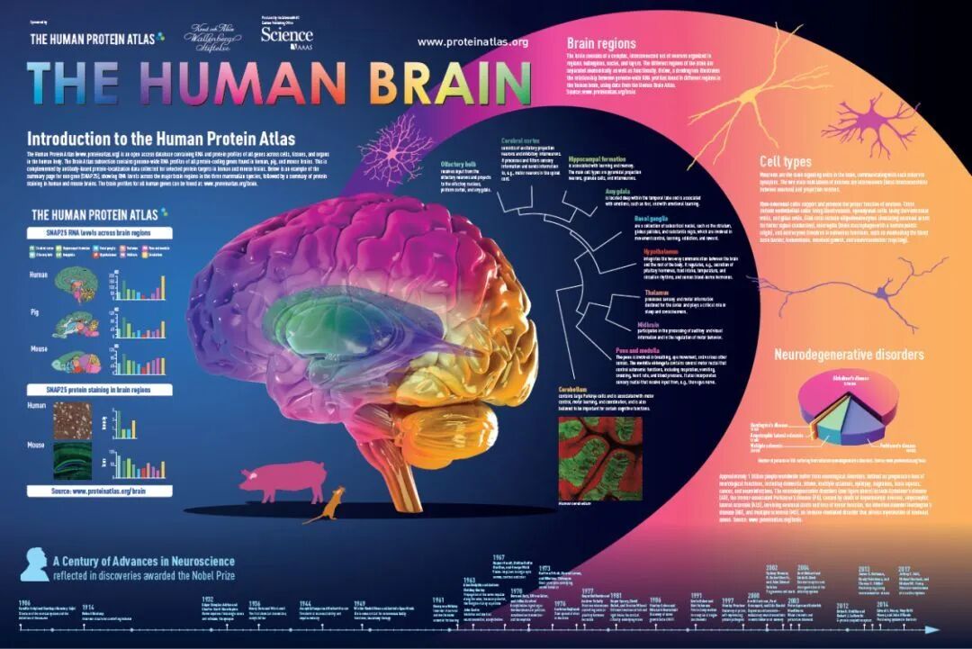 coding genes in the human, pig, and mouse brainbiology生物学制版