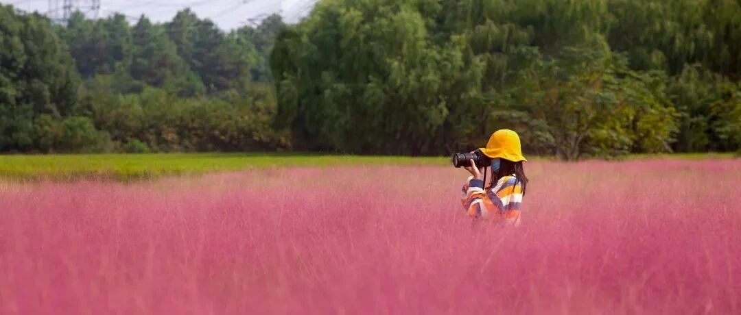 十一好去处 | 粉黛草 天生桥 古村落 这个宝藏地点藏不住啦！