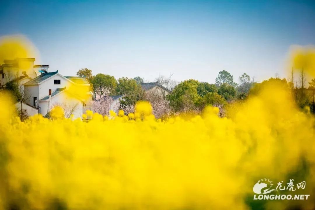 南京美麗鄉村，驚艷！ 旅遊 第7張