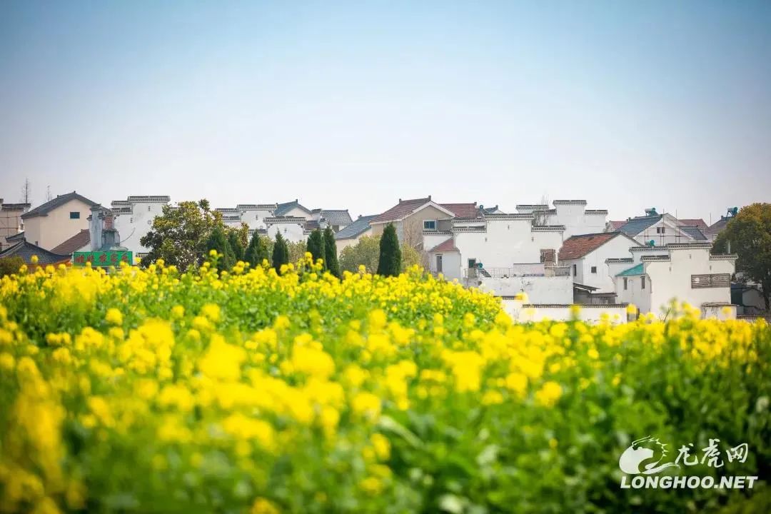 南京美麗鄉村，驚艷！ 旅遊 第24張