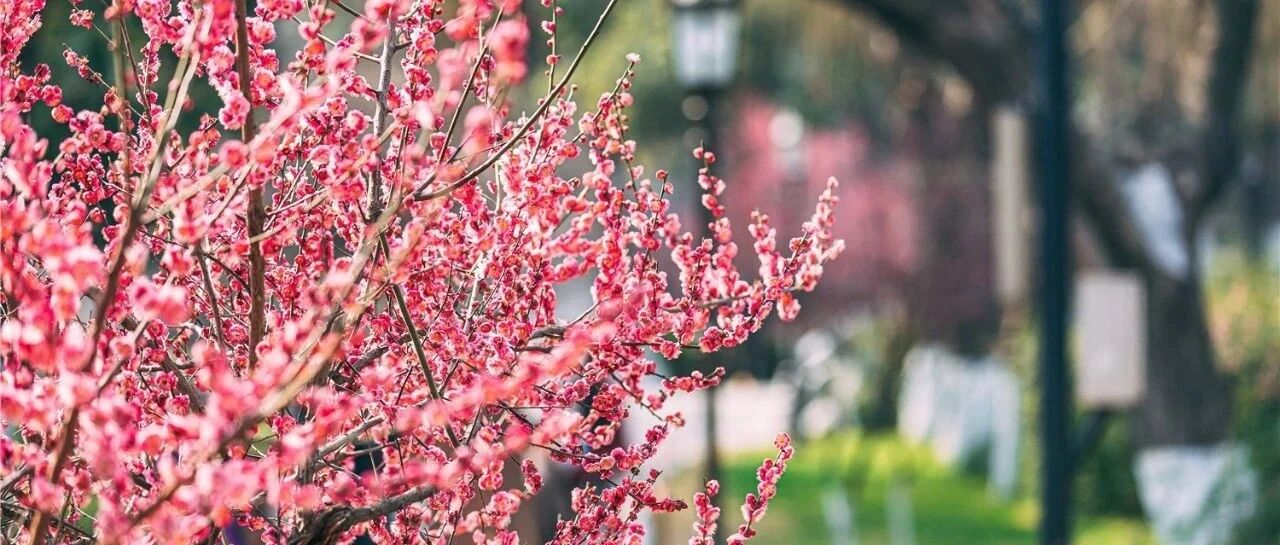 @南京人，线上赏梅同样美