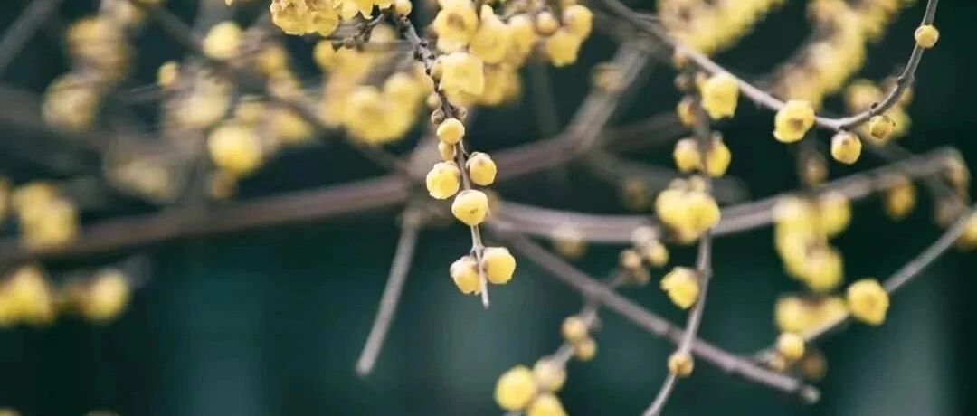 梅梅梅……南京喷香！