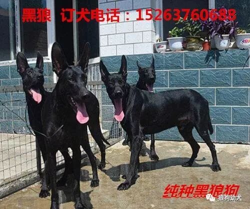 低价出售纯种马犬爆红马犬黑红马犬2 4个月马犬幼崽出售 狼狗幼犬 微信公众号文章阅读 Wemp