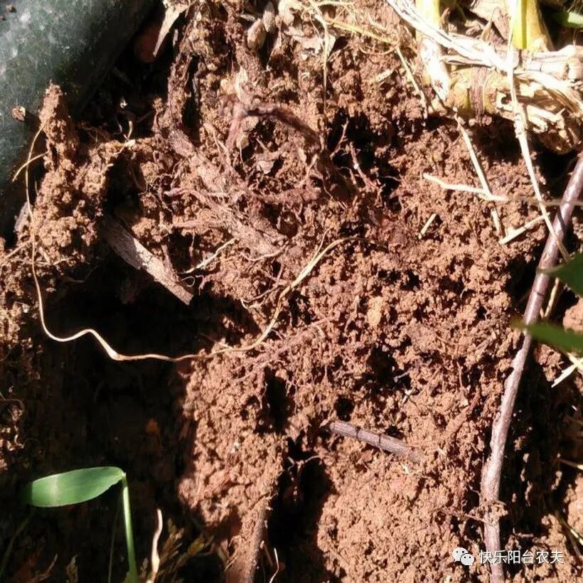 阳台种菜的最好肥料菜枯（饼肥）用法，看完就明白了！