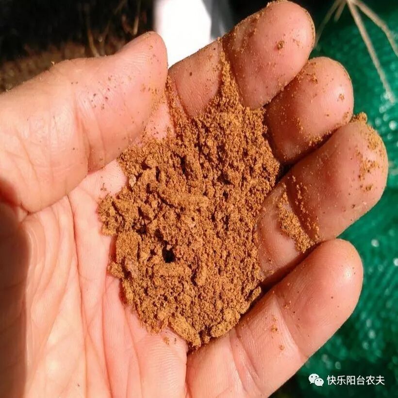 阳台种菜的最好肥料菜枯（饼肥）用法，看完就明白了！