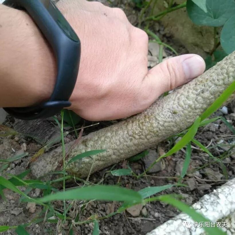 阳台种菜的最好肥料菜枯（饼肥）用法，看完就明白了！