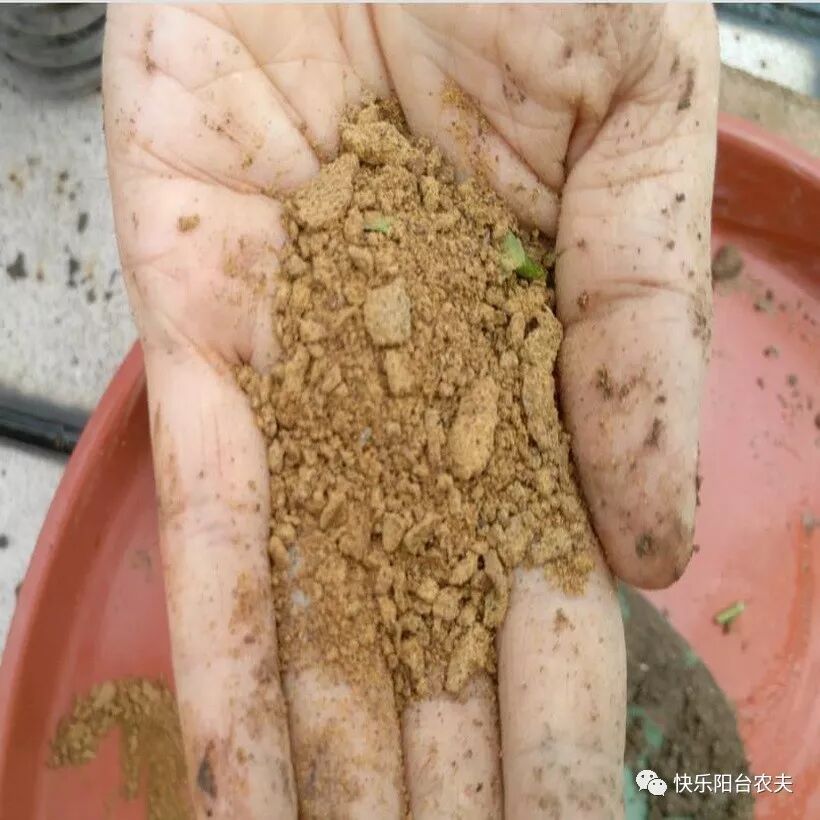 阳台种菜的最好肥料菜枯（饼肥）用法，看完就明白了！