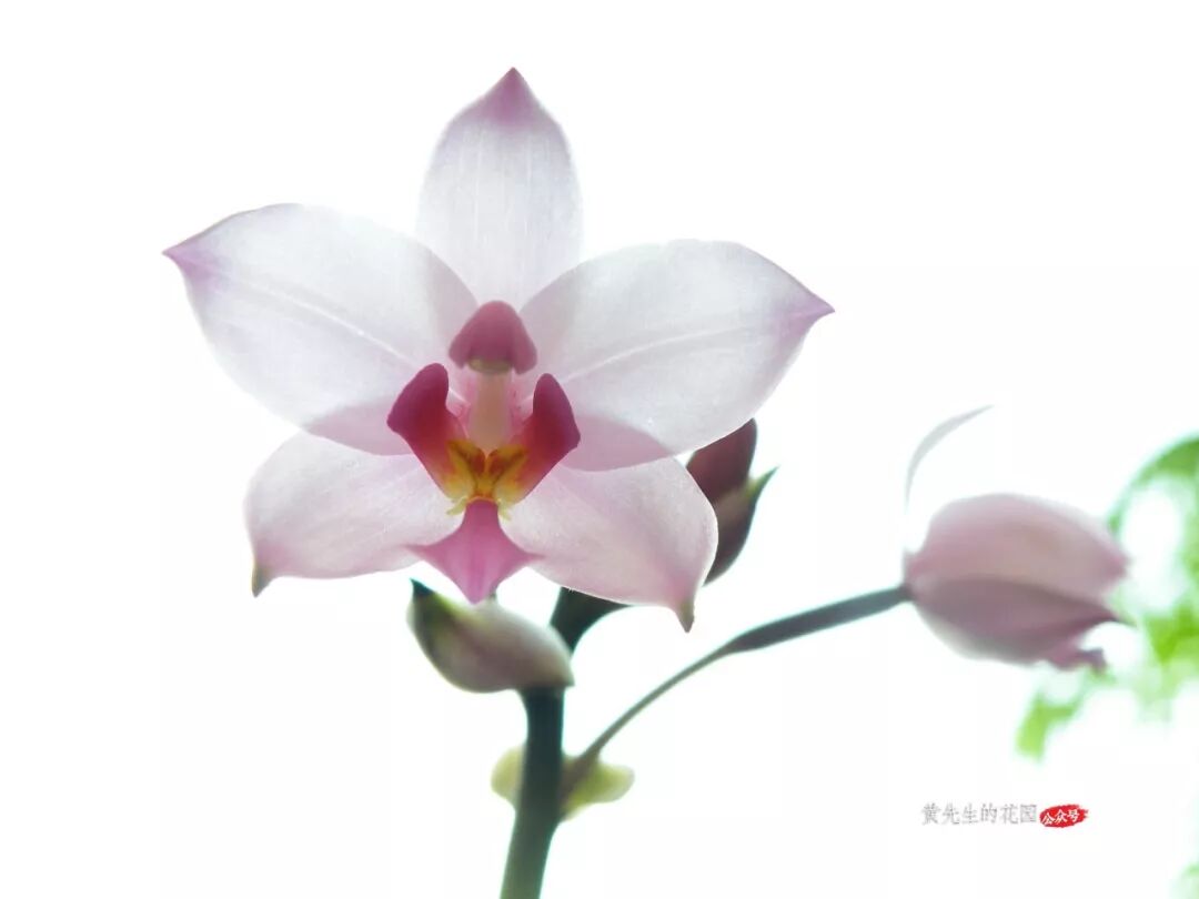 不止 一朵简单的花 苞舌兰 黄先生的花园 微信公众号文章阅读 Wemp