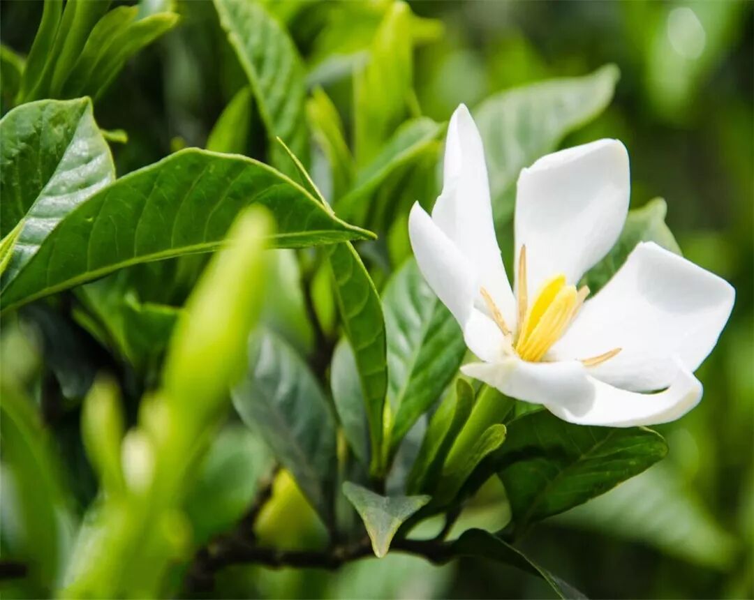 栀子花全面的养护方法 在冬天进入了休眠期间 是养护的重点 精选生活小诀窍 微信公众号文章阅读 Wemp