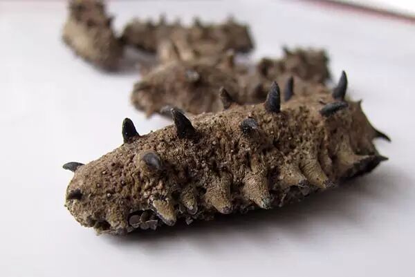 海参已成精这九大理由足以说明它的珍贵