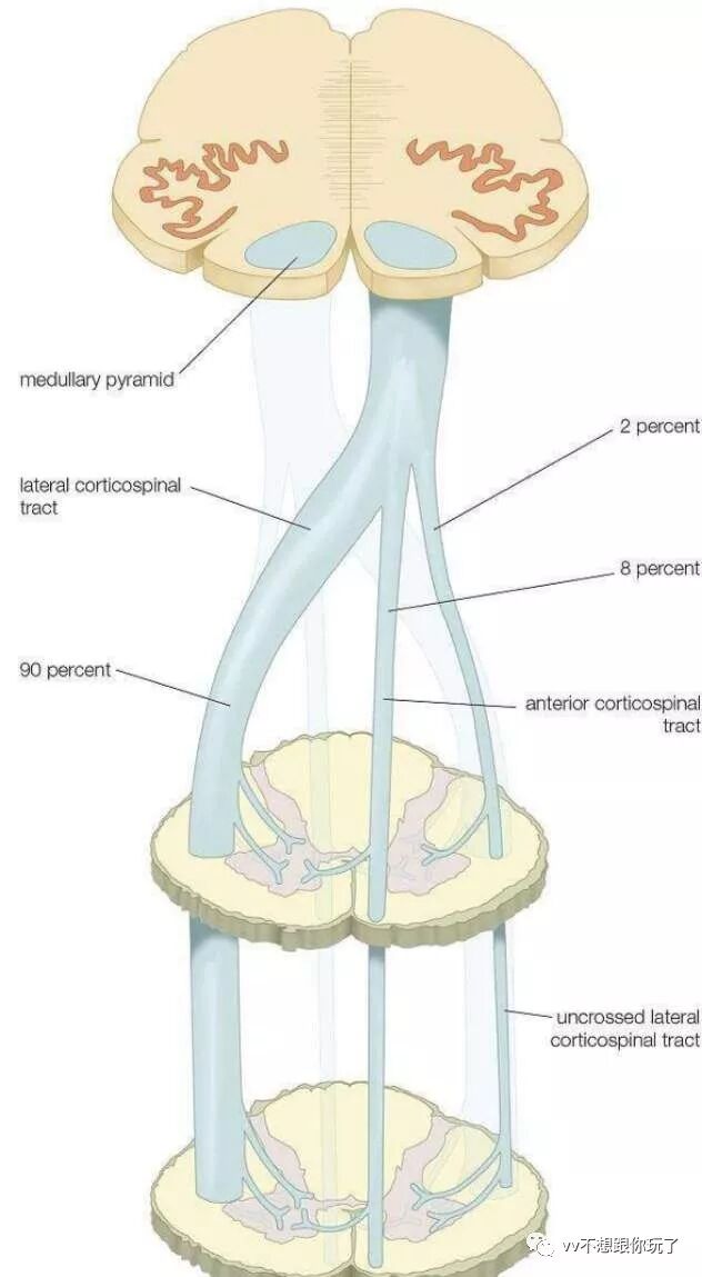 椎体交叉 Vv不想跟你玩了 微信公众号文章阅读 Wemp