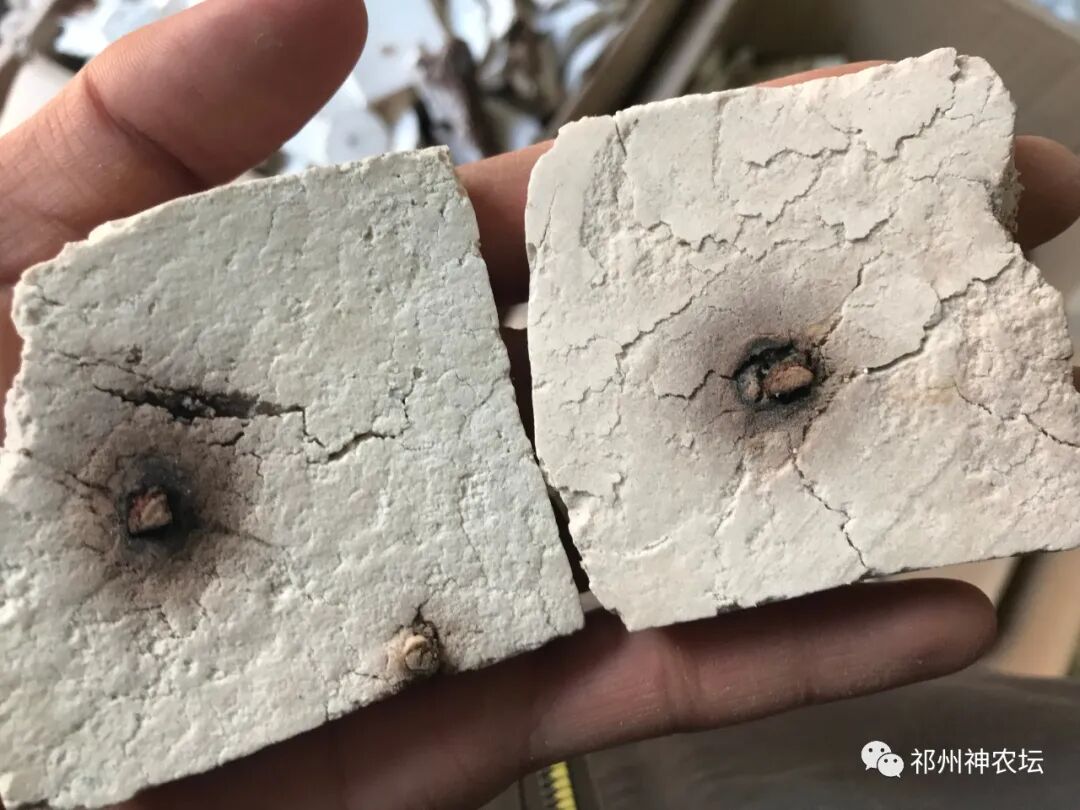 茯苓图片，茯苓类商品有哪些和怎么分辨