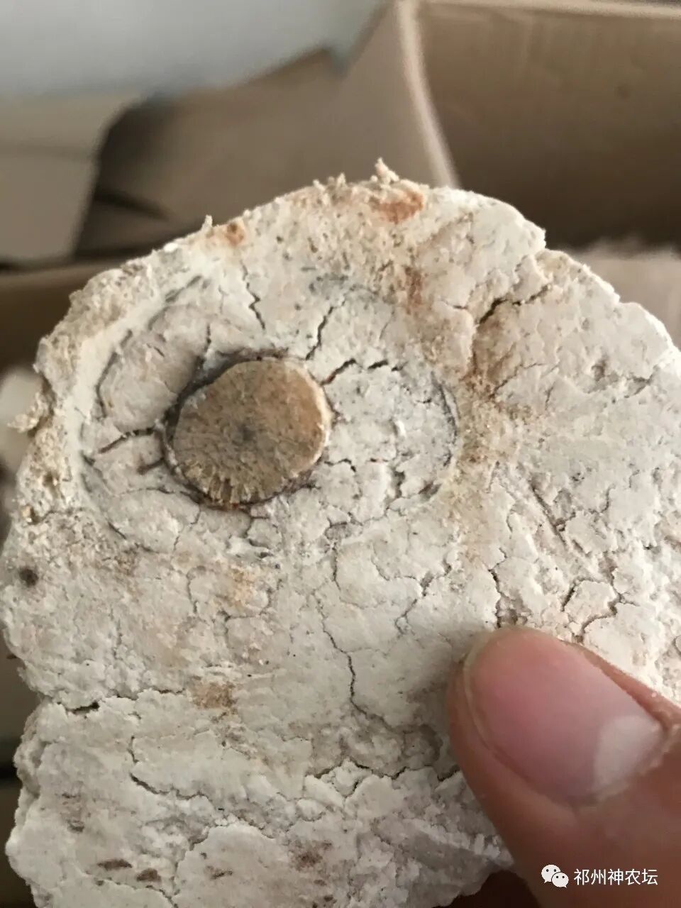 茯苓图片，茯苓类商品有哪些和怎么分辨