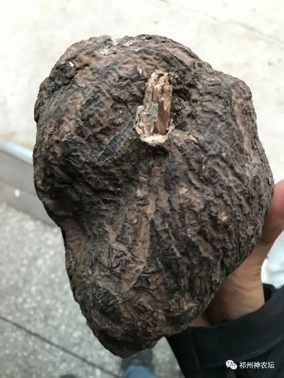 茯苓图片，茯苓类商品有哪些和怎么分辨