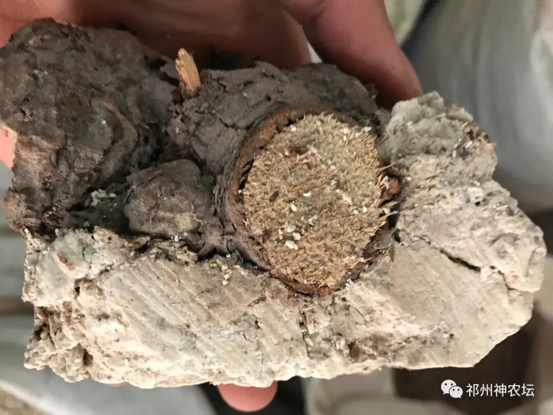 茯苓图片，茯苓类商品有哪些和怎么分辨