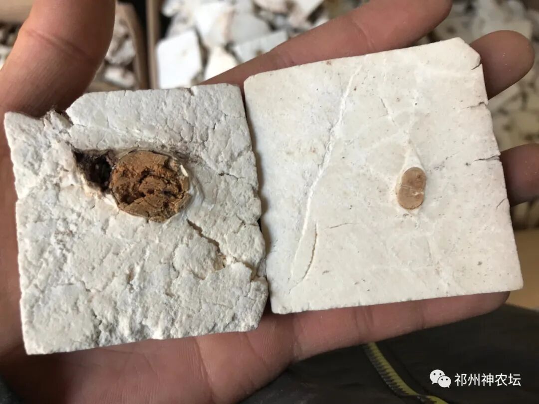 茯苓图片，茯苓类商品有哪些和怎么分辨