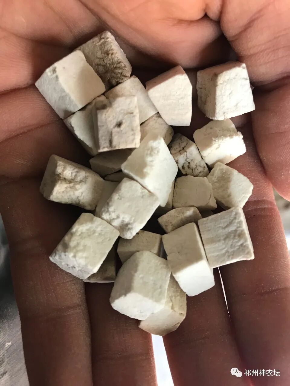 茯苓图片，茯苓类商品有哪些和怎么分辨