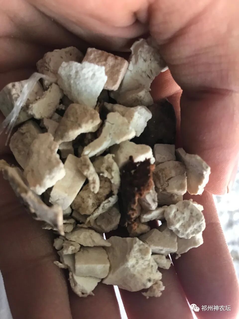 茯苓图片，茯苓类商品有哪些和怎么分辨