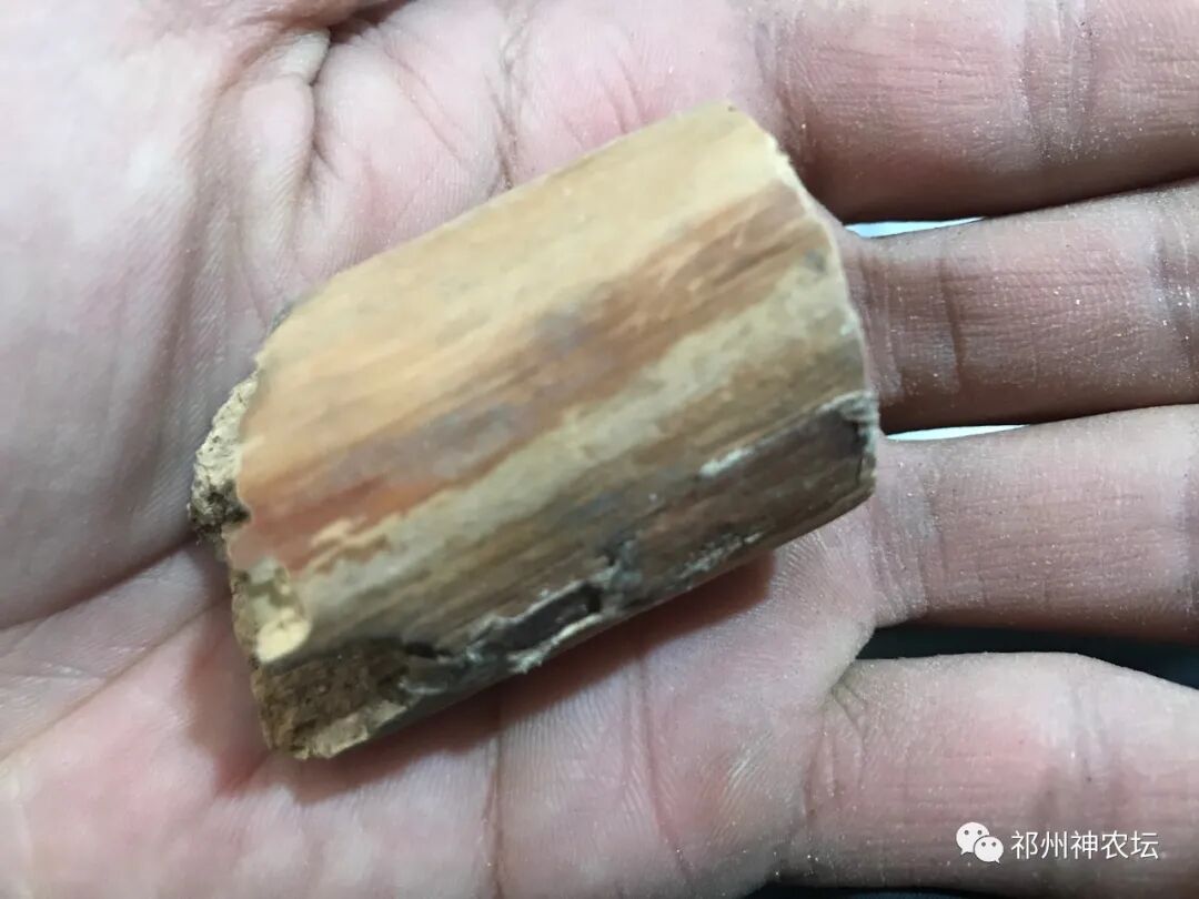 茯苓图片，茯苓类商品有哪些和怎么分辨