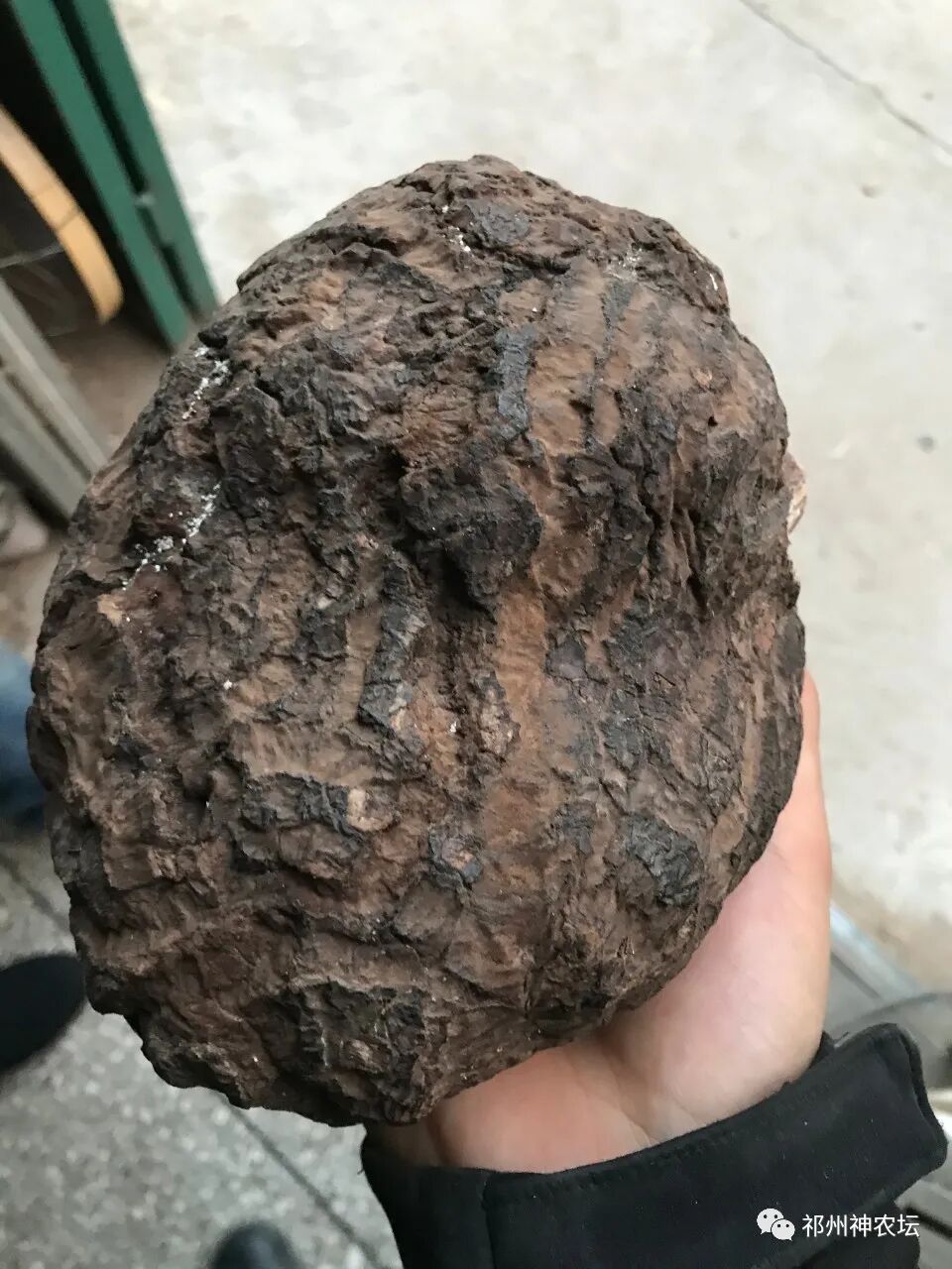 茯苓图片，茯苓类商品有哪些和怎么分辨