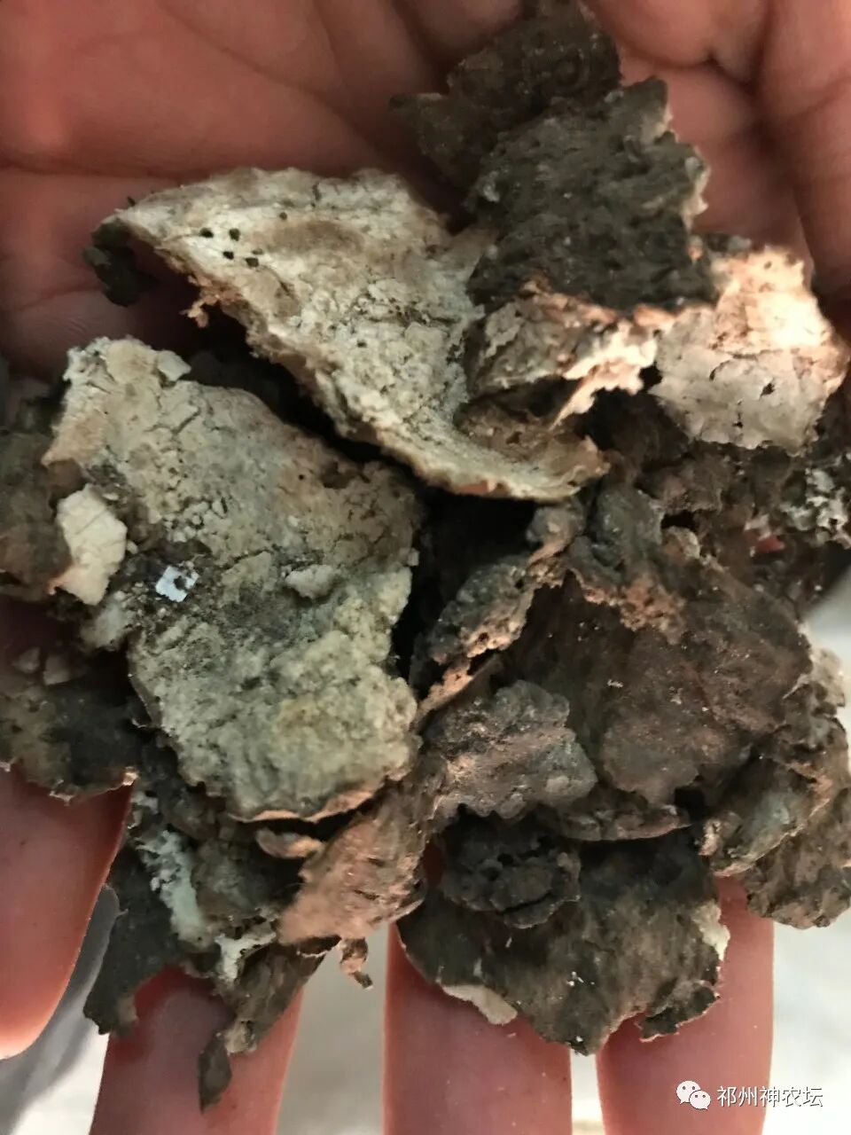 茯苓图片，茯苓类商品有哪些和怎么分辨