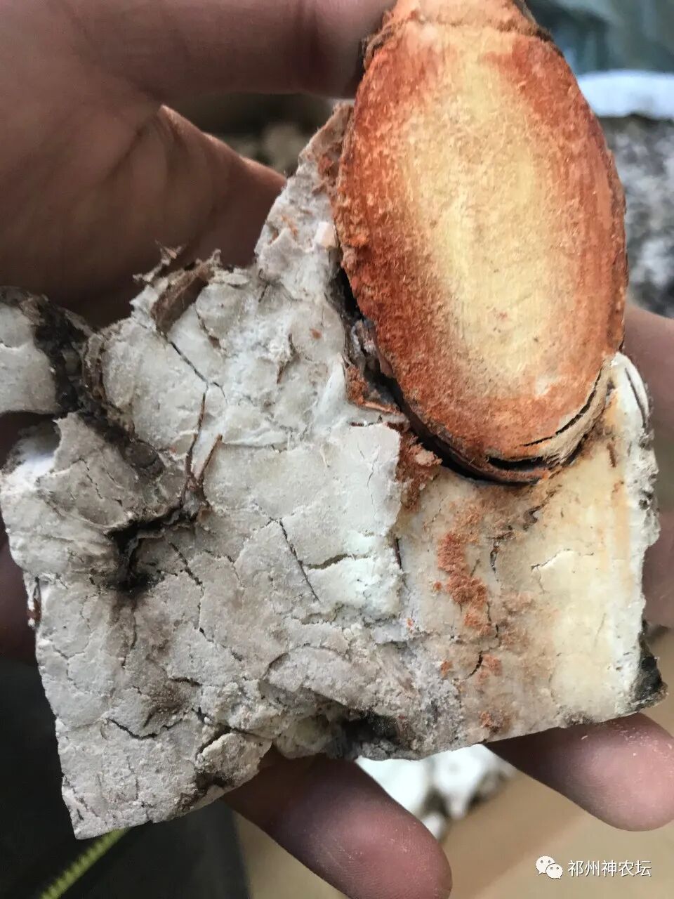 茯苓图片，茯苓类商品有哪些和怎么分辨