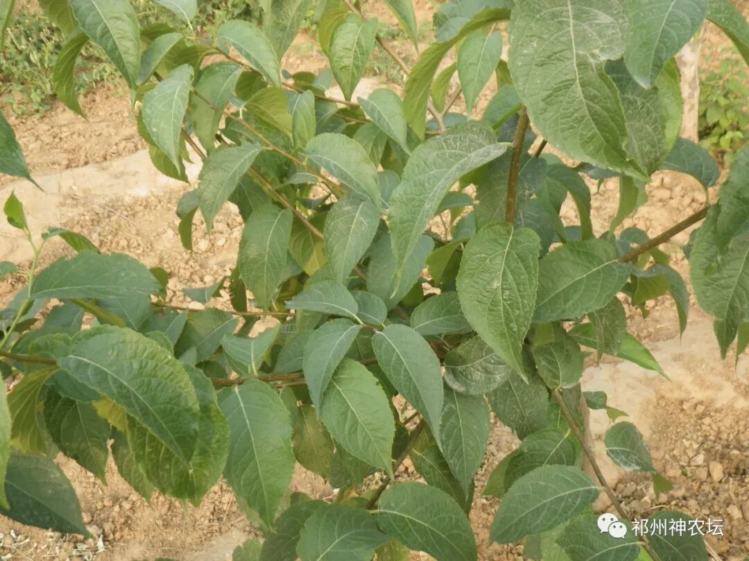 杜仲的功效与作用与主治有哪些？来自孑遗植物的腰痛要药