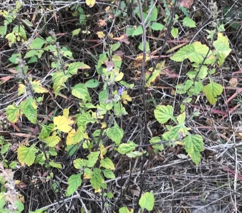 冬凌草抗肿瘤到底有多少强？冬凌草糖浆功效与作用