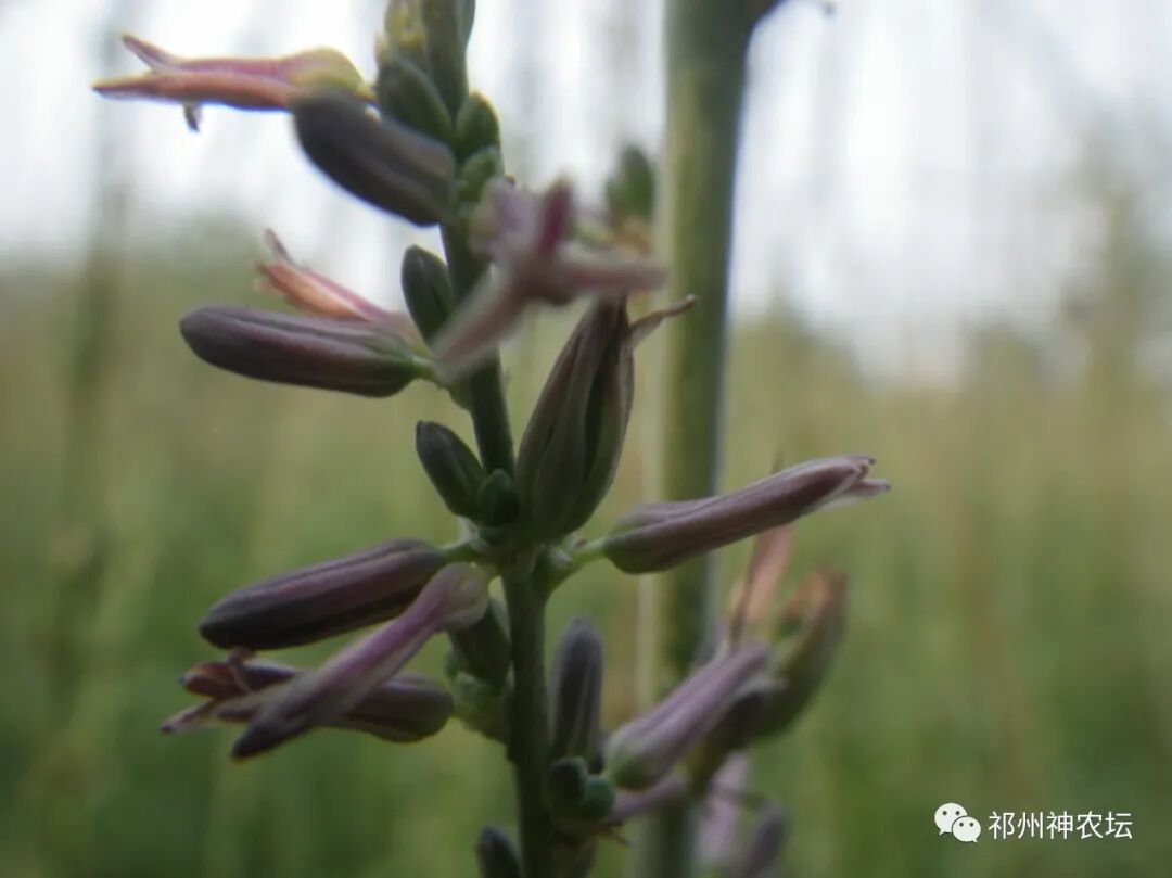 西陵知母产地在哪？河北道地药材西陵知母来历